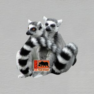 Safari Park Dvůr Králové - lemuři - magnet mini ořez masiv