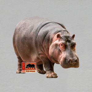 Safari Park Dvůr Králové - hroch - mini magnet ořez masiv