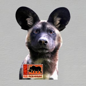 Safari park - Dvůr Králové n/Labem - pes hyenovitý - magnet mini ořez