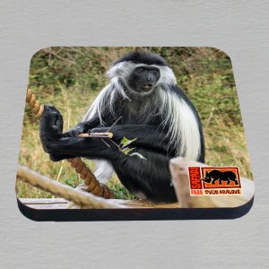 Safari Park Dvůr Králové - opice podtácek hranatý laser