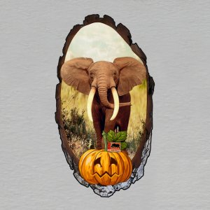 Safari Park Dvůr Králové - halloween - slon - magnet kůra