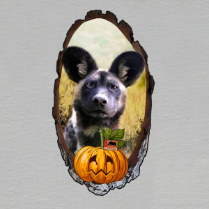 Safari Park Dvůr Králové - halloween - pes hyenovitý - magnet kůra