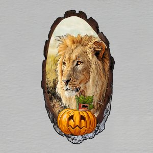 Safari Park Dvůr Králové - halloween - lev - magnet kůra