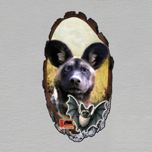 Safari Park Dvůr Králové - halloween - pes hyenovitý - magnet kůra