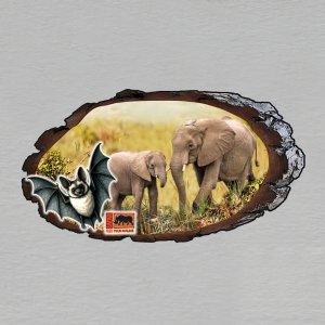 Safari Park Dvůr Králové - halloween - sloni - magnet kůra