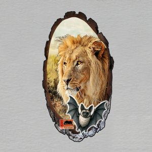 Safari Park Dvůr Králové - halloween - lev - magnet kůra