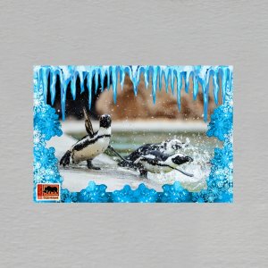 Safari Park Dvůr Králové - tučňáci - magnet C6 dvojitý rampouchy